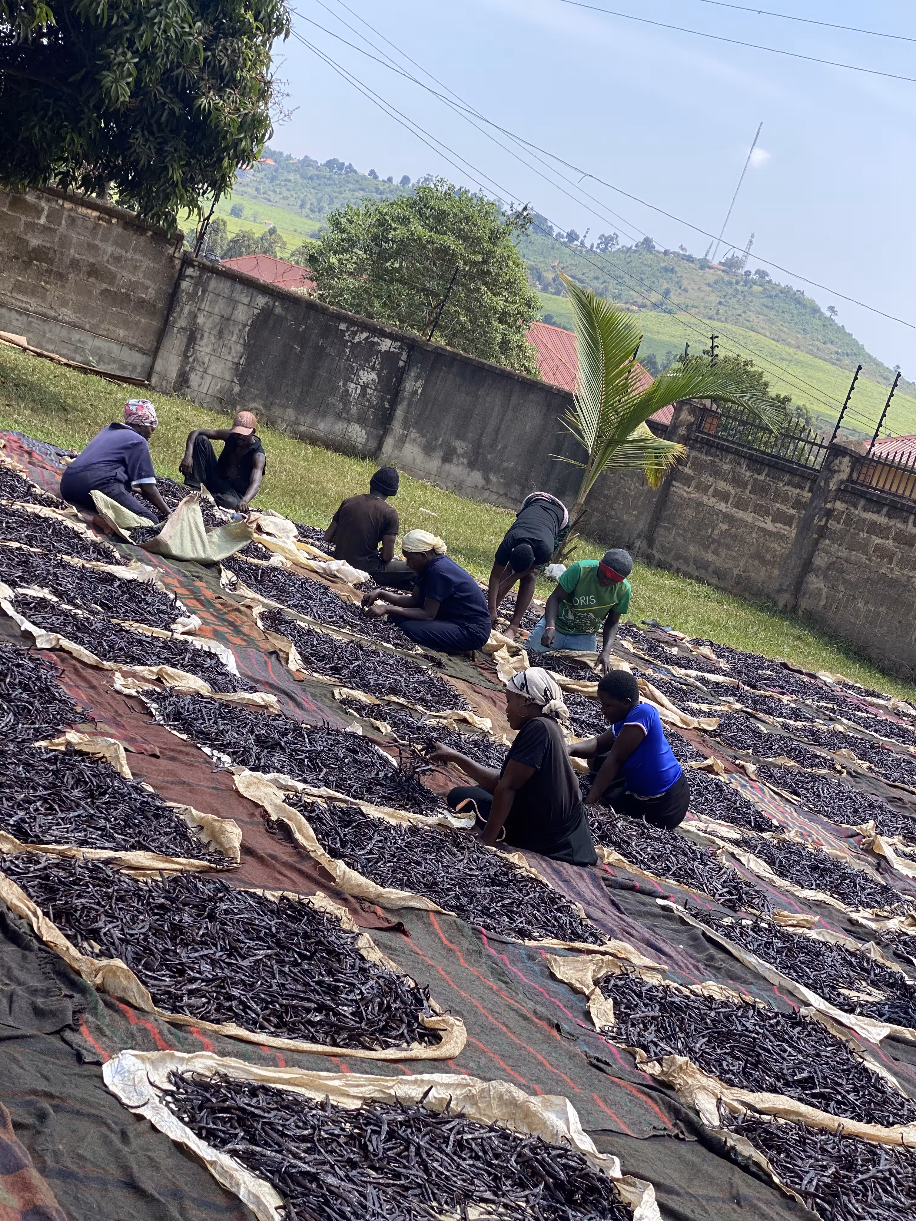 IK Food Uganda farmers working in the field