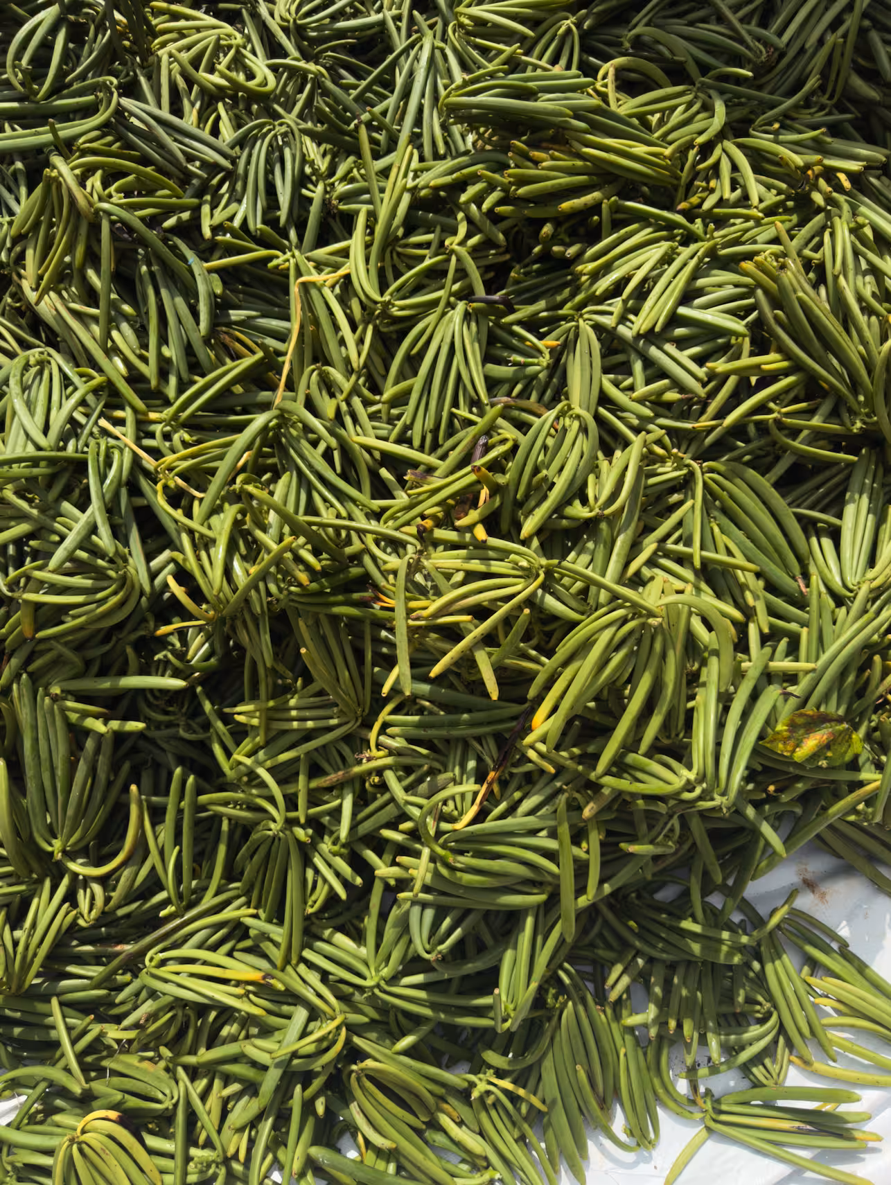 Vanilla Green Beans — premium organic export product from Uganda