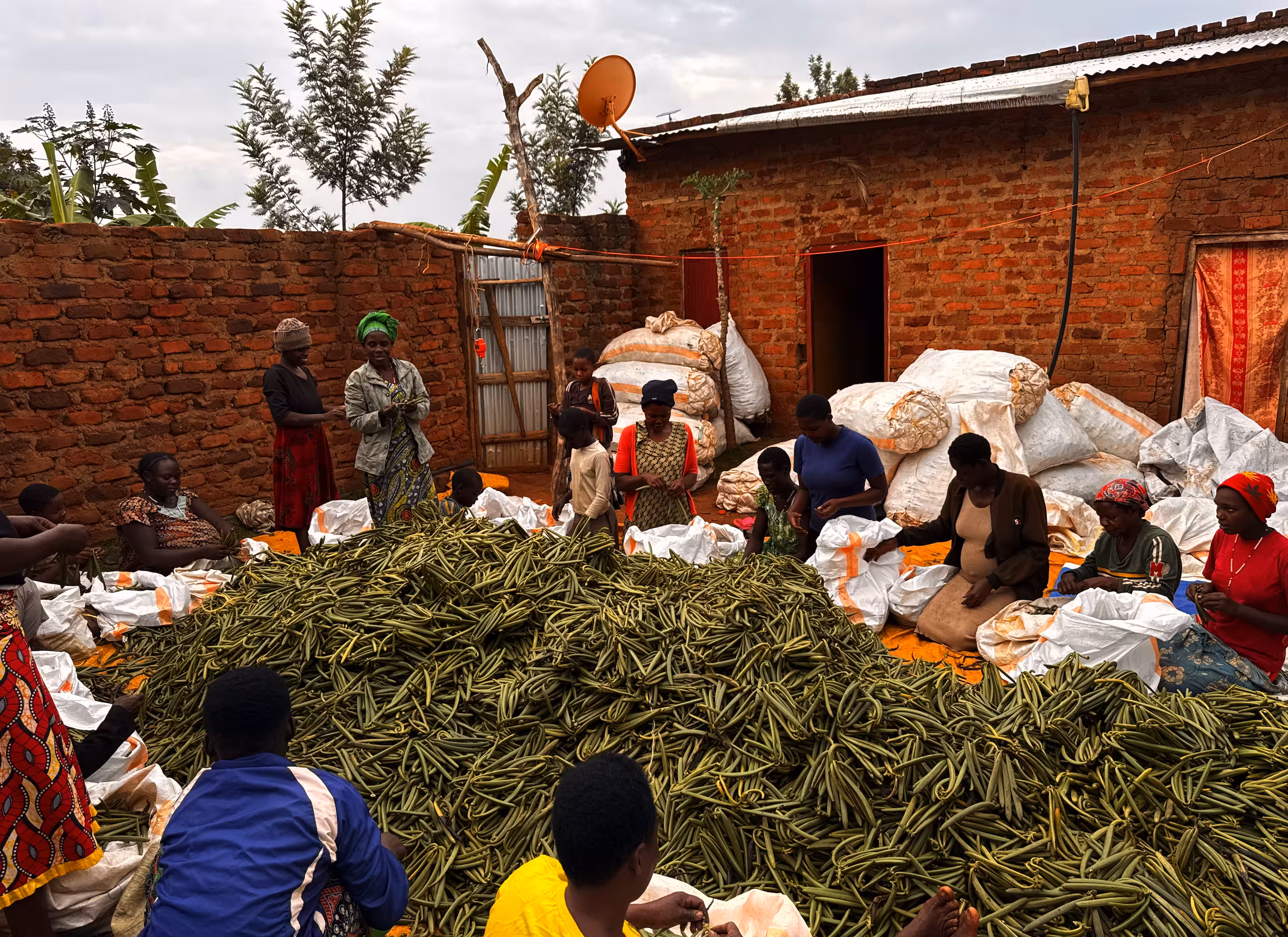 Fresh green vanilla beans on the vine — Uganda