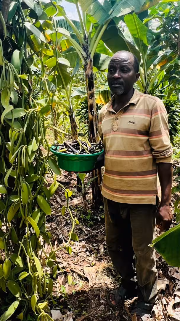 IK Food Uganda premium vanilla beans